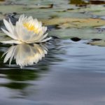 lily pads