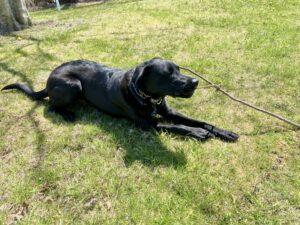 Phil the dog playing in the grass